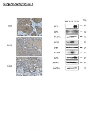 Supplementary figure 1