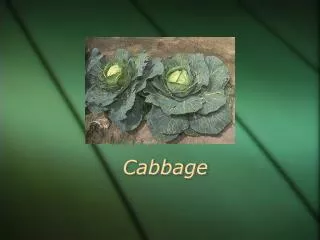 Cabbage