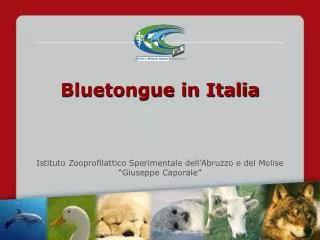 bluetongue in italia