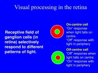 visual processing in the retina