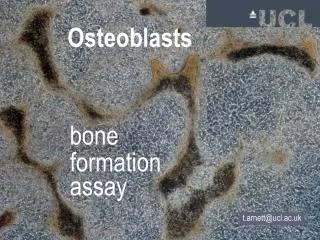bone formation assay