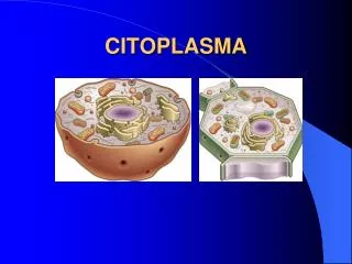 citoplasma