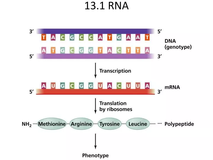 13 1 rna