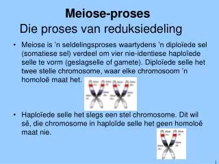 meiose proses