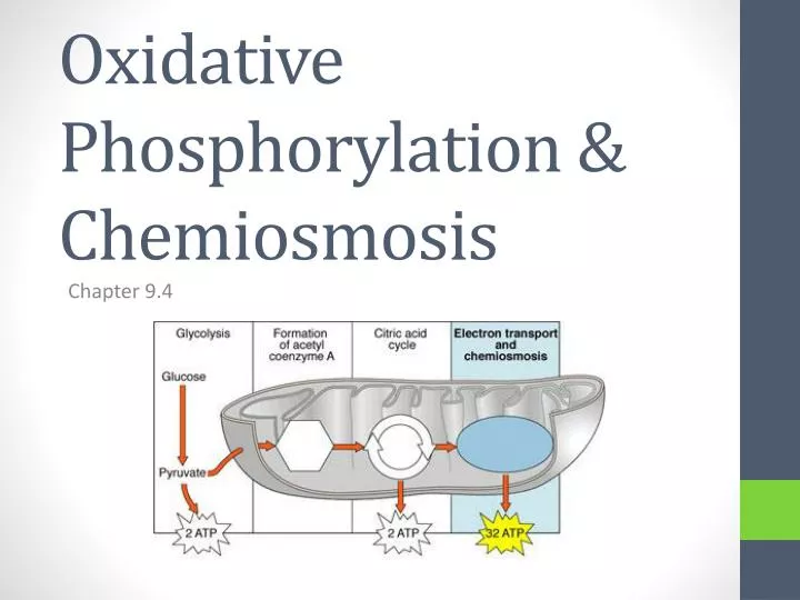 oxidative phosphorylation chemiosmosis