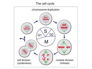 The cell cycle