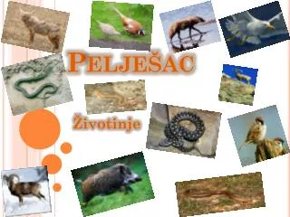 pelje ac