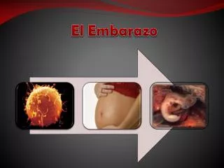 el embarazo