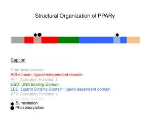 Caption N-terminal domain A/B domain : ligand-independent domain AF1: Activation F unction 1