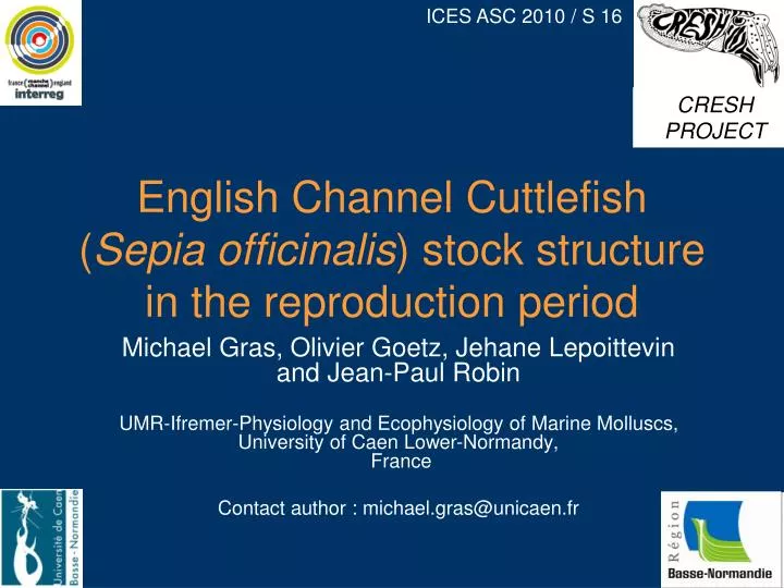 english channel cuttlefish sepia officinalis stock structure in the reproduction period