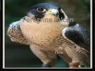 Peregrine Falcon