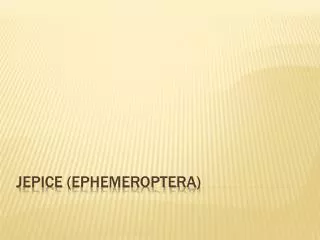 jepice ephemeroptera