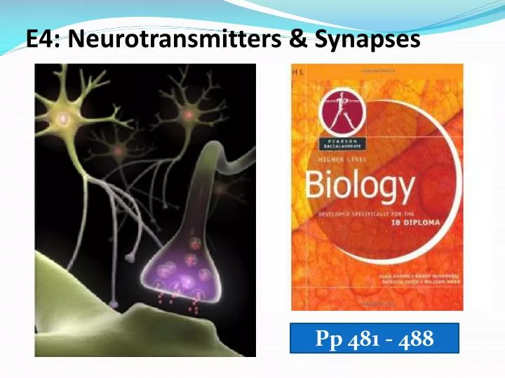 e4 neurotransmitters synapses