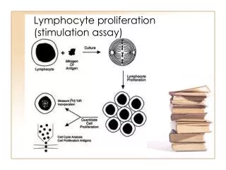 Lymphocyte proliferation (stimulation assay)