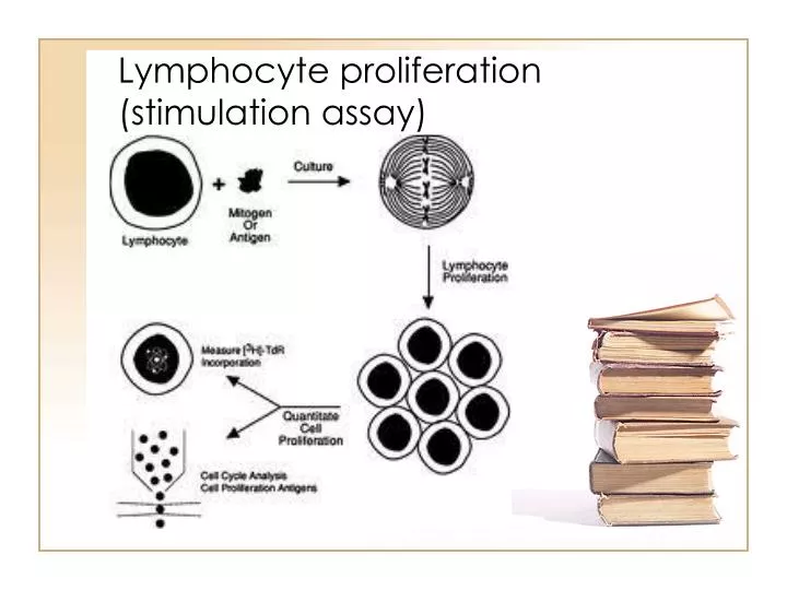 lymphocyte proliferation stimulation assay