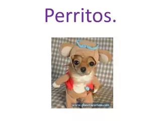 perritos