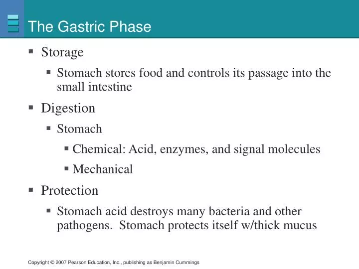 the gastric phase