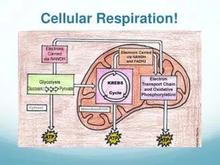 Cellular Respiration!