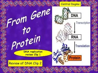 From Gene to Protein