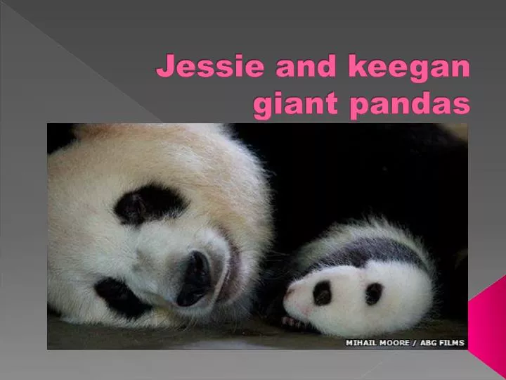 jessie and keegan giant pandas