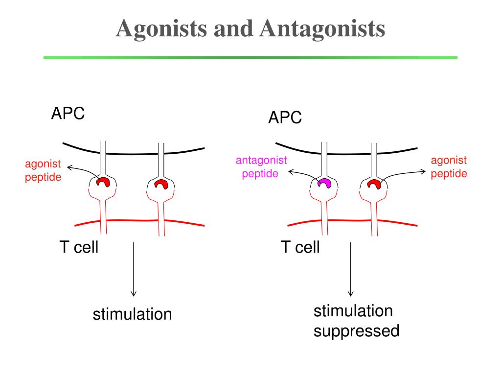 PPT - Agonists and Antagonists PowerPoint Presentation, free download ...
