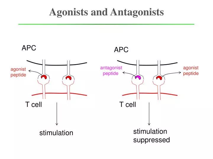 agonists and antagonists
