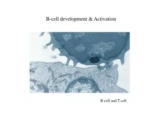 B-cell development &amp; Activation