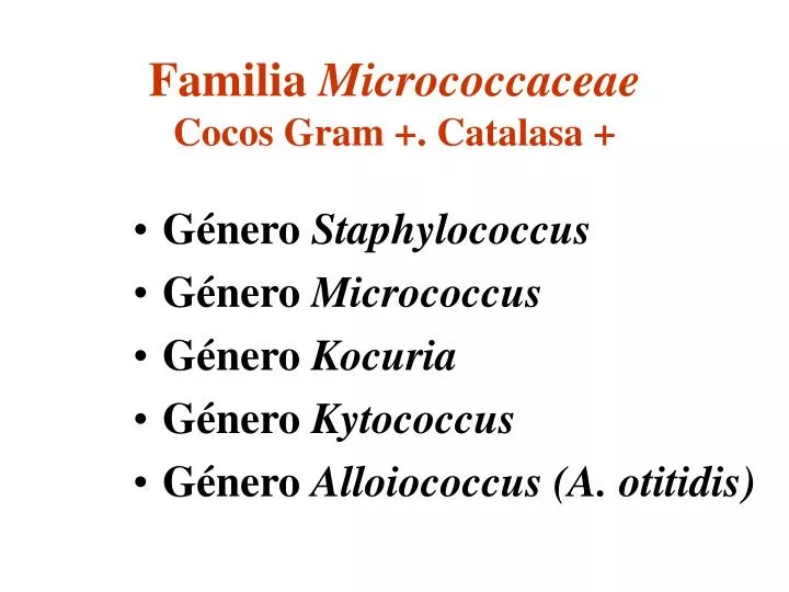 familia micrococcaceae cocos gram catalasa