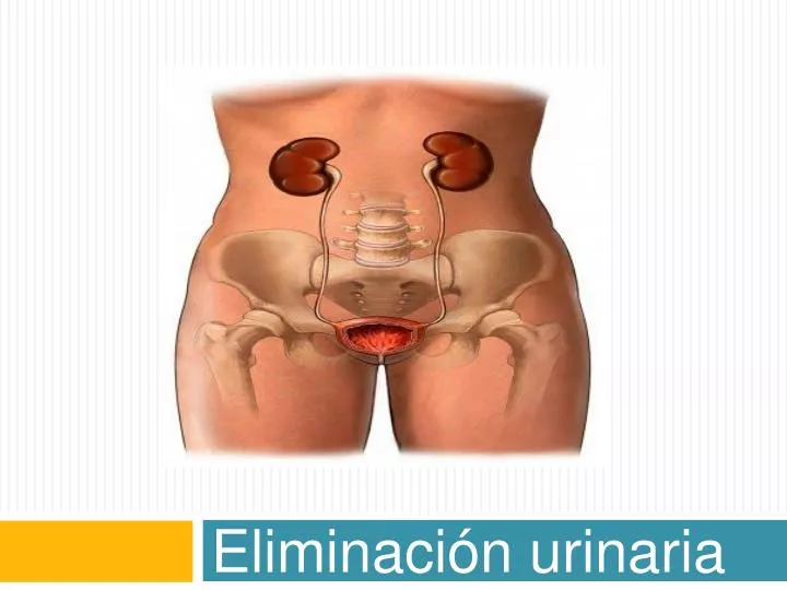 eliminaci n urinaria