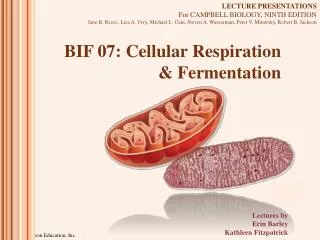 BIF 07: Cellular Respiration &amp; Fermentation
