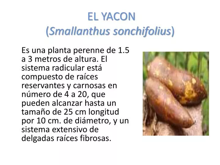 el yacon smallanthus sonchifolius