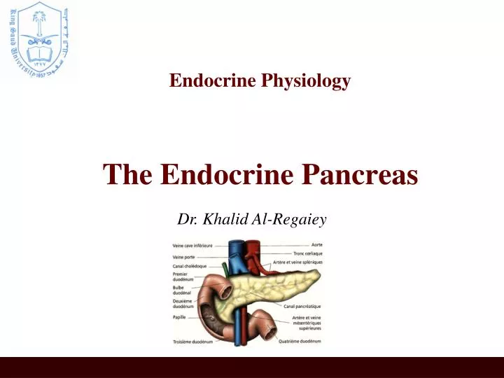 endocrine physiology the endocrine pancreas