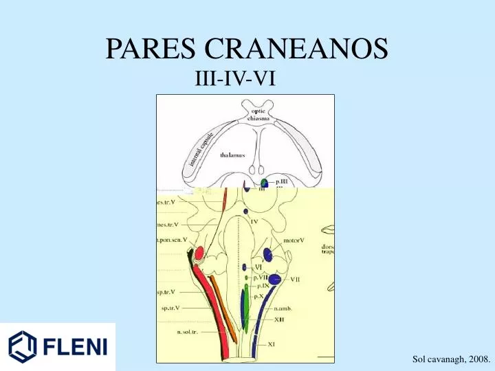 pares craneanos