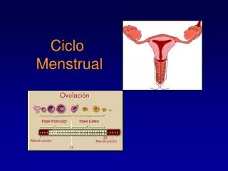 ciclo menstrual