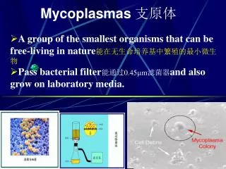 mycoplasmas