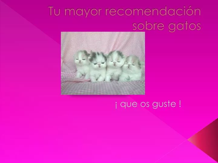 tu mayor recomendaci n sobre gatos