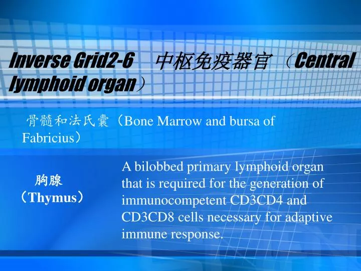 inverse grid2 6 central lymphoid organ