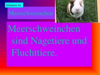 meerschweinchen
