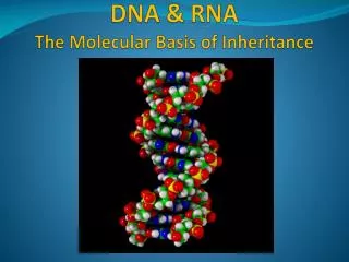 DNA &amp; RNA The Molecular Basis of Inheritance