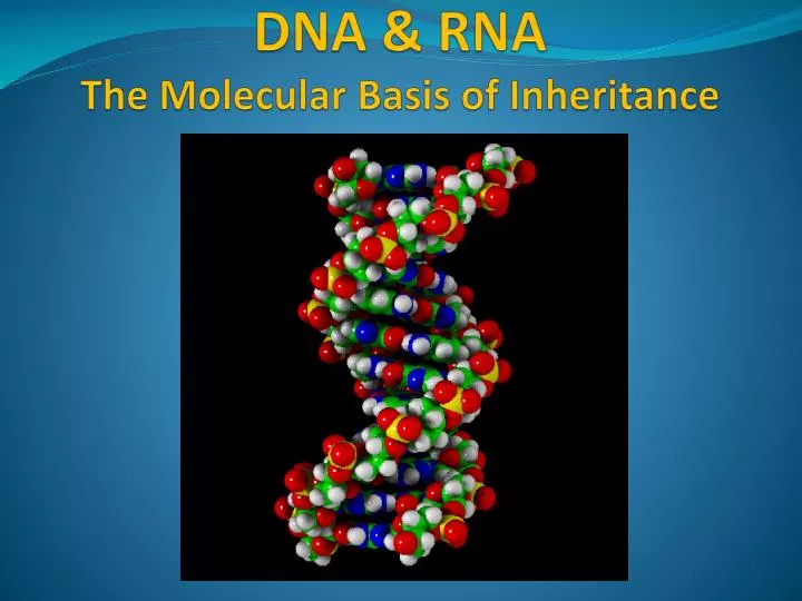 dna rna the molecular basis of inheritance