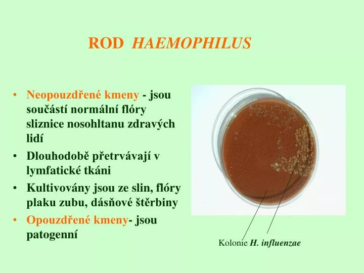rod haemophilus