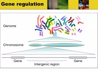 gene regulation