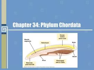 Chapter 34: Phylum Chordata