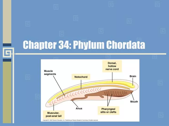 chapter 34 phylum chordata