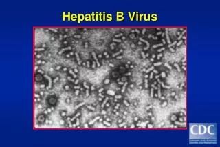 Hepatitis B Virus