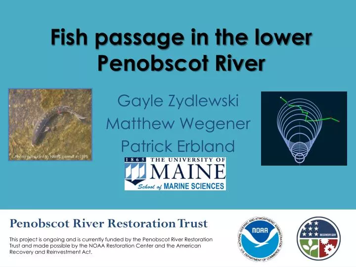 fish passage in the lower penobscot river