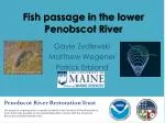 Fish passage in the lower Penobscot River