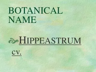 BOTANICAL NAME