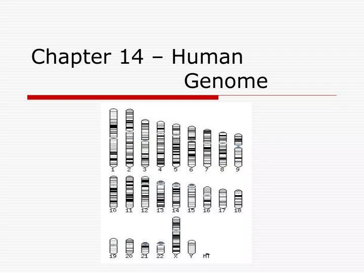 chapter 14 human genome