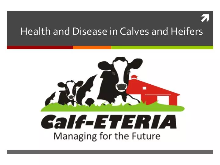 health and disease in calves and heifers